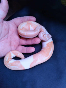MB030 Albino Pied Ball Python