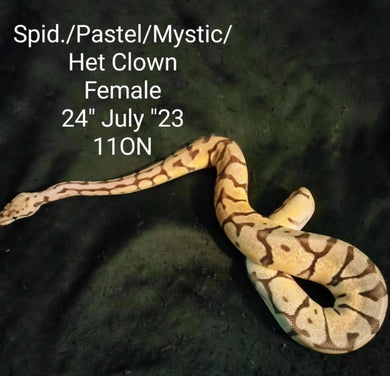 110N Spider Pastel Mystic Het. Clown Ball Python