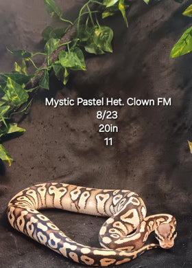 (11)  Mystic Pastel Het. Clown Ball Python
