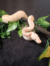Load image into Gallery viewer, (1)  Banana/Spider Het. Clown Ball Python
