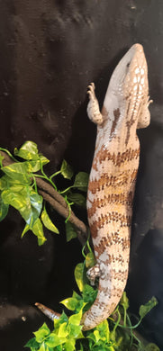 Northern Blue Tongue Skink