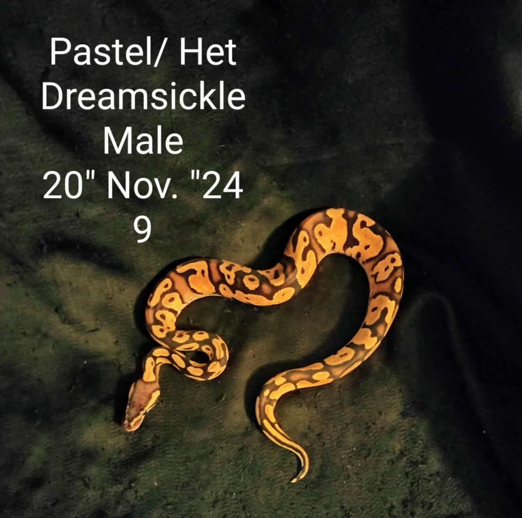 #9 Pastel Het. Dreamsickle Ball Python
