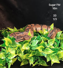 Load image into Gallery viewer, (33) Sugar Ball Python