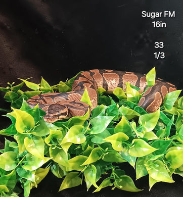 (33) Sugar Ball Python