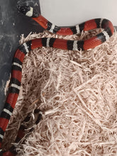 Load image into Gallery viewer, Milk Snake