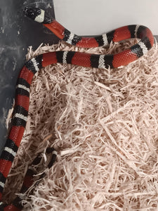 Milk Snake