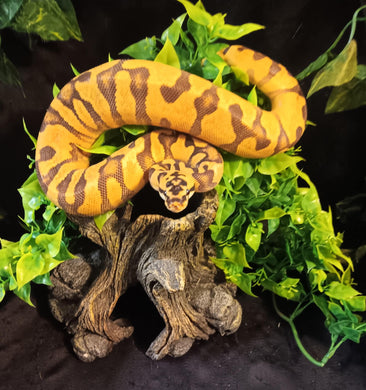 (203) Pastel Enchi Yellow Belly Het Clown Ball Python