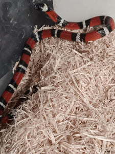 Milk Snake