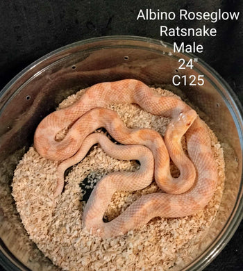 C125 Albino Roseglow Rat Snake