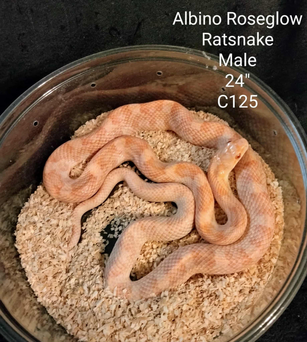 C125 Albino Roseglow Rat Snake