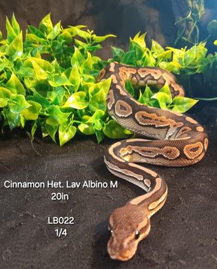 LB022 Cinnamon Het. Lavender Albino Ball Python