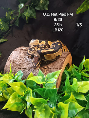 LB120  Orange Dream Het. Pied Ball Python