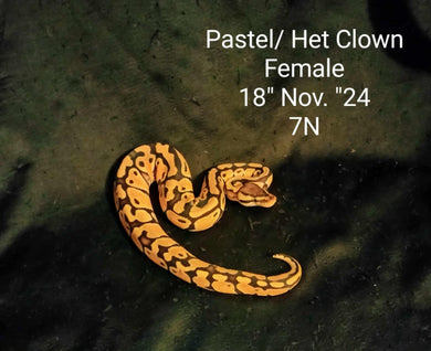 7N Pastel Het. Clown Ball Pyton