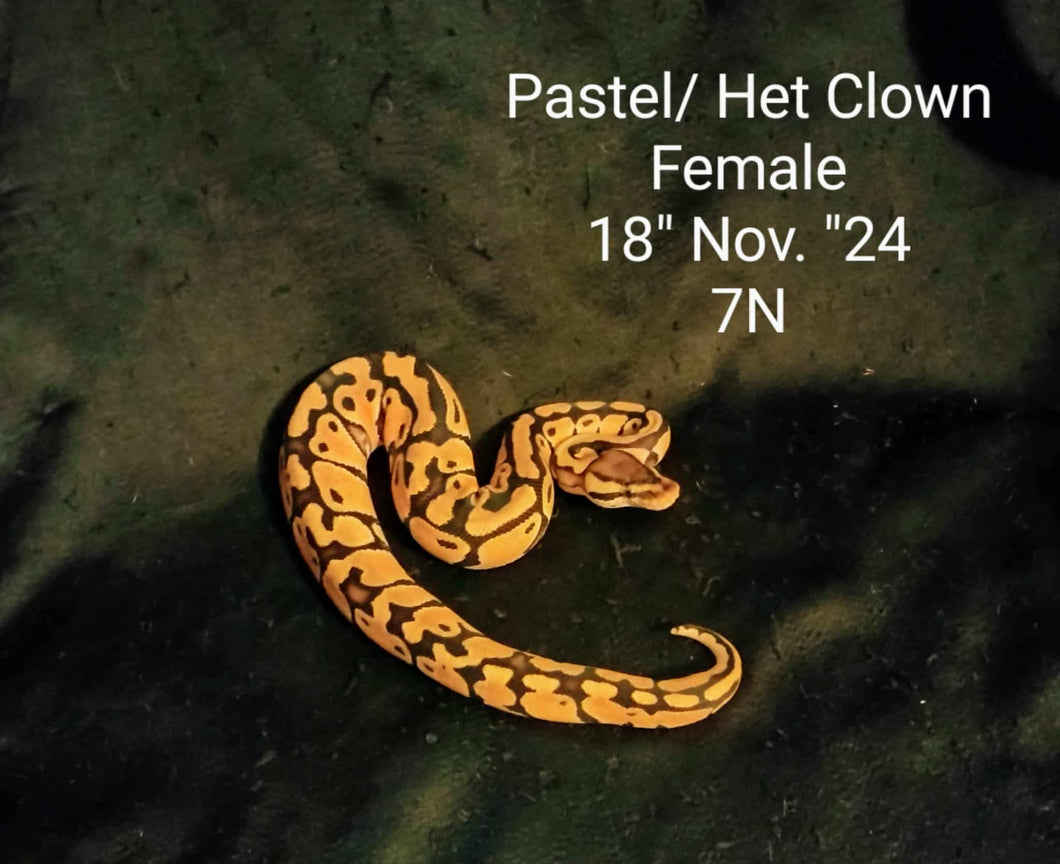 7N Pastel Het. Clown Ball Pyton