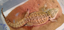 Load image into Gallery viewer, Bearded Dragon Female