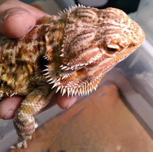 Load image into Gallery viewer, Bearded Dragon Female