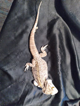 Load image into Gallery viewer, Bearded Dragon 4R-Male