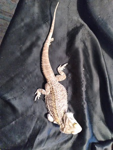 Bearded Dragon 4R-Male