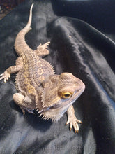 Load image into Gallery viewer, Bearded Dragon 4R-Male