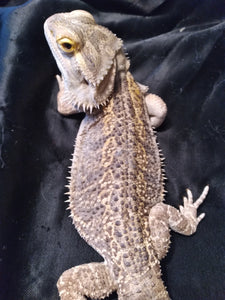 Bearded Dragon 4R-Male