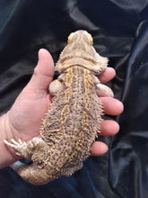 Load image into Gallery viewer, Bearded Dragon 4R-Male