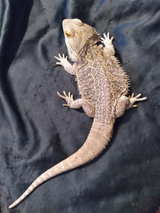 Bearded Dragon 4C-Male