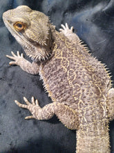 Load image into Gallery viewer, Bearded Dragon 4C-Male