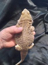 Load image into Gallery viewer, Bearded Dragon 4C-Male