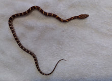 Load image into Gallery viewer, Juvenile Corn Snake  Classic Het Scaleless Amel Female -  SB051