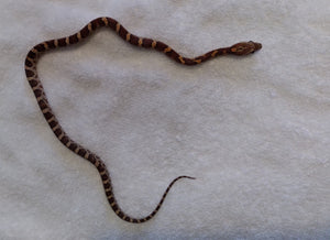 Juvenile Corn Snake  Classic Het Scaleless Amel Female -  SB051