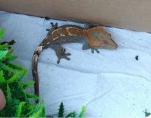 Load image into Gallery viewer, Crested Gecko -CGM1