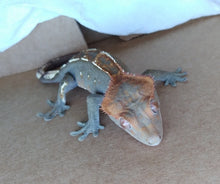 Load image into Gallery viewer, Crested Gecko -CGM1