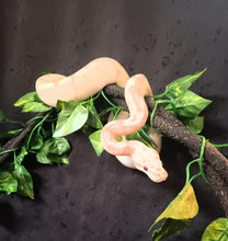 Load image into Gallery viewer, (1)  Banana/Spider Het. Clown Ball Python