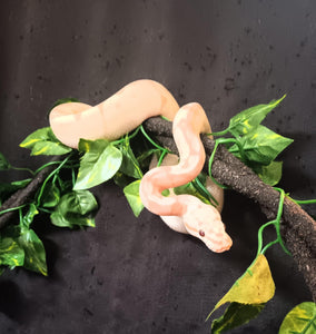 (1)  Banana/Spider Het. Clown Ball Python