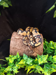 LB120  Orange Dream Het. Pied Ball Python