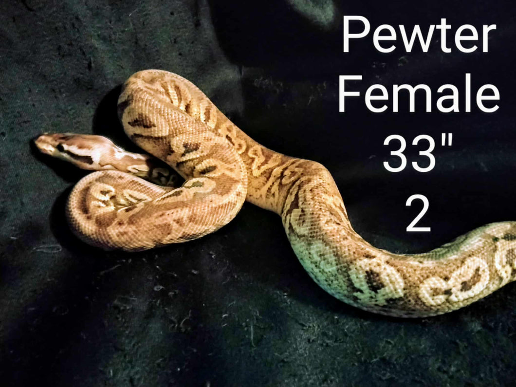 #2 Pewter Ball Python
