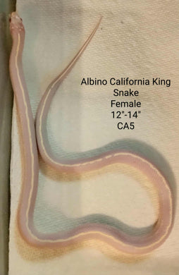 CA5 Albino California King Snake