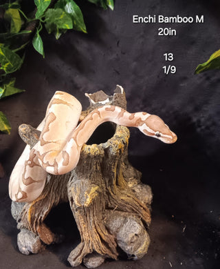 (13) Enchi Bamboo Ball Python
