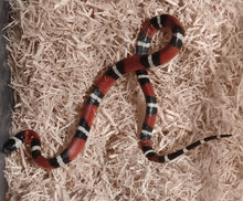 Load image into Gallery viewer, Milk Snake