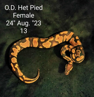 #13 Orange Dream Het. Pied Ball Python