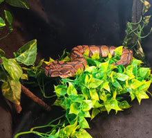 Load image into Gallery viewer, (33) Sugar Ball Python