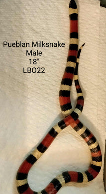 LB022 Pueblan Milksnake