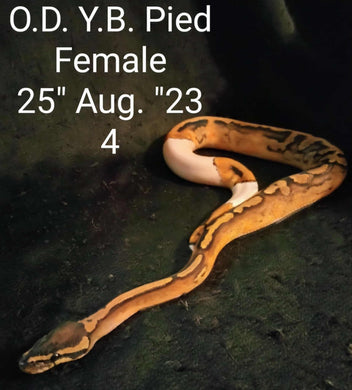 #4 Orange Dream Yellow Belly Pied Ball Python