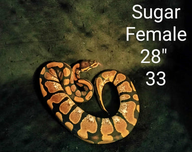 (33) Sugar Ball Python