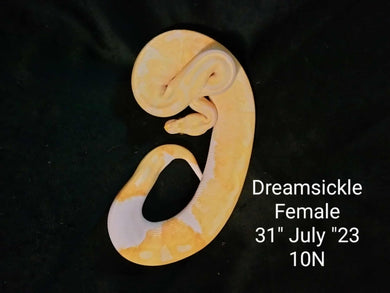10N Dreamsickle Ball Python