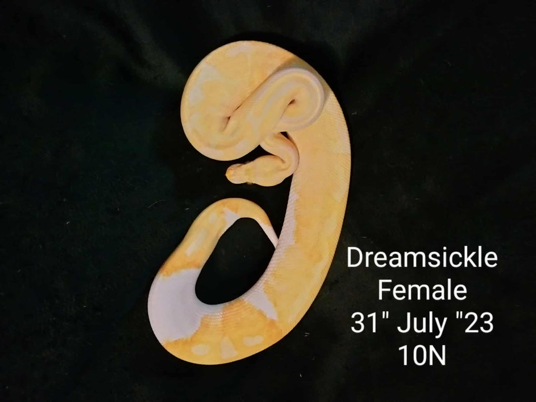 10N Dreamsickle Ball Python