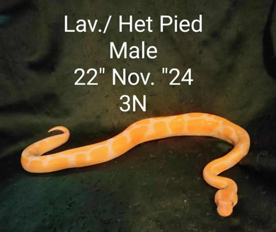 3N Lavender Het. Pied Ball Python