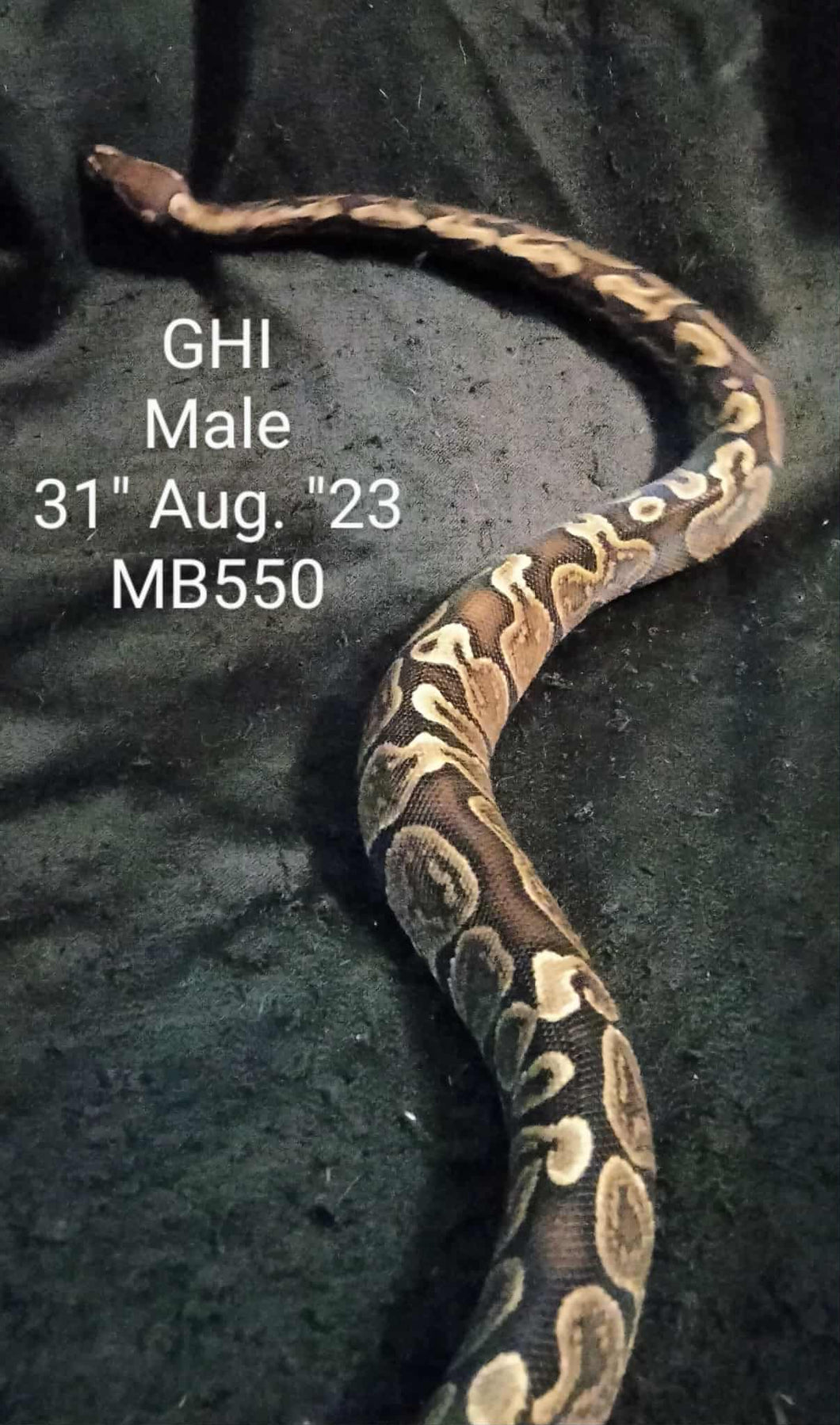 MB550 GHI Ball Python