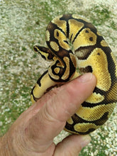 Load image into Gallery viewer, Enchi Ball Python Male MB105