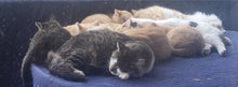 Load image into Gallery viewer, Neuter $188.00